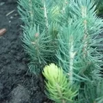 Сеянцы,  саженцы хвойных растений из питомника