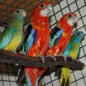 птенцов попугаев 