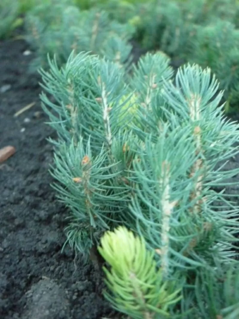 Сеянцы,  саженцы хвойных растений из питомника