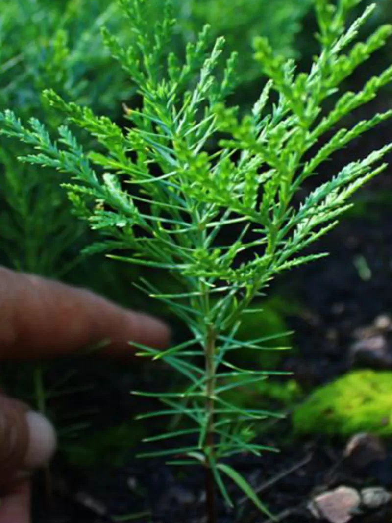 Сеянцы,  саженцы хвойных растений из питомника 2