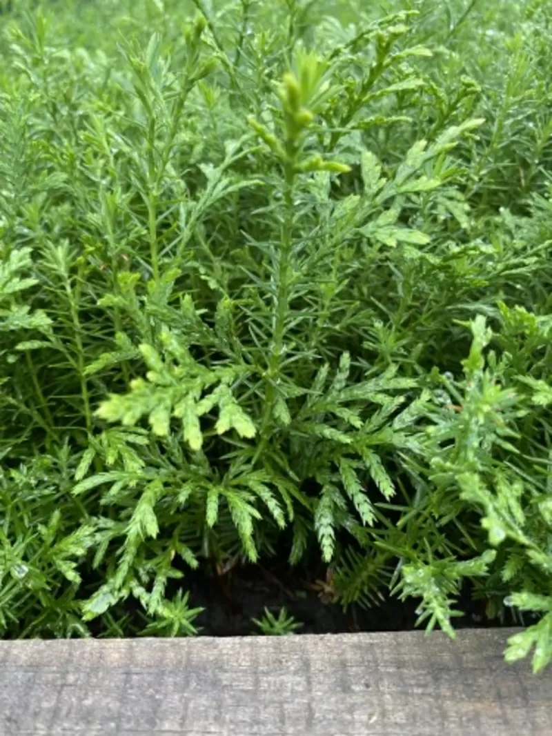 Сеянцы,  саженцы хвойных растений из питомника 3