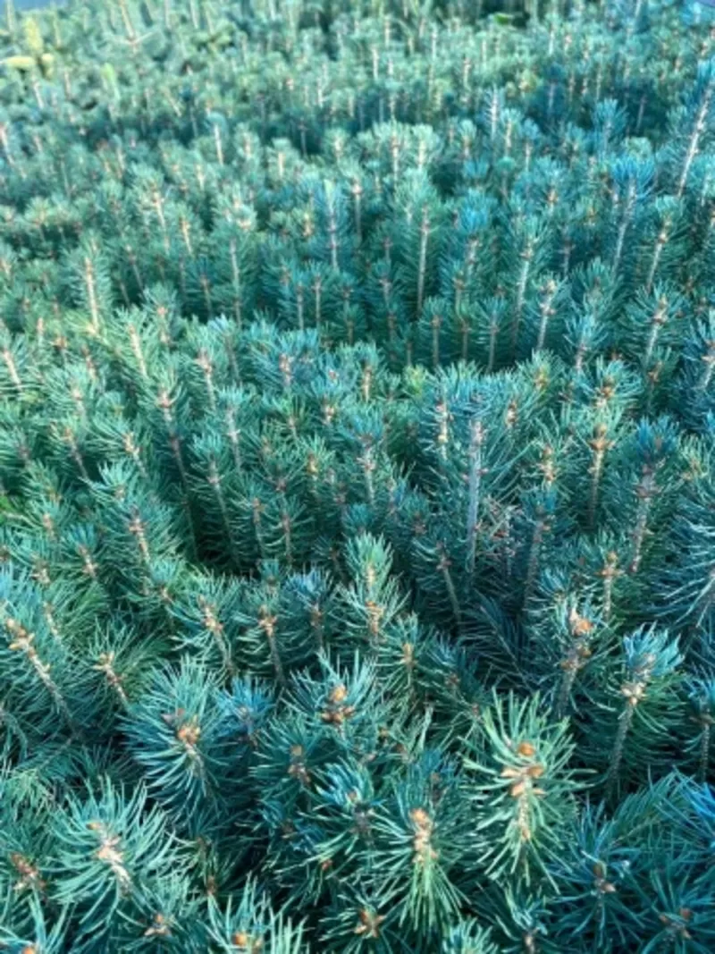 Сеянцы,  саженцы хвойных растений из питомника 4